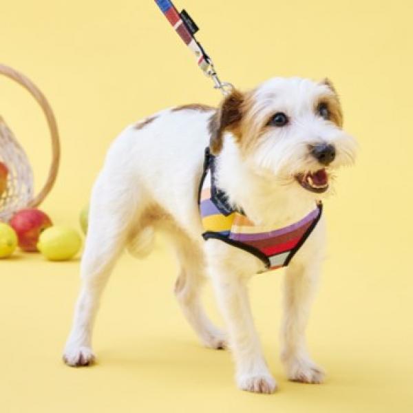 【レ・トワール・デュ・ソレイユ】ドッグハーネス トムマルチ　※リードは別売です