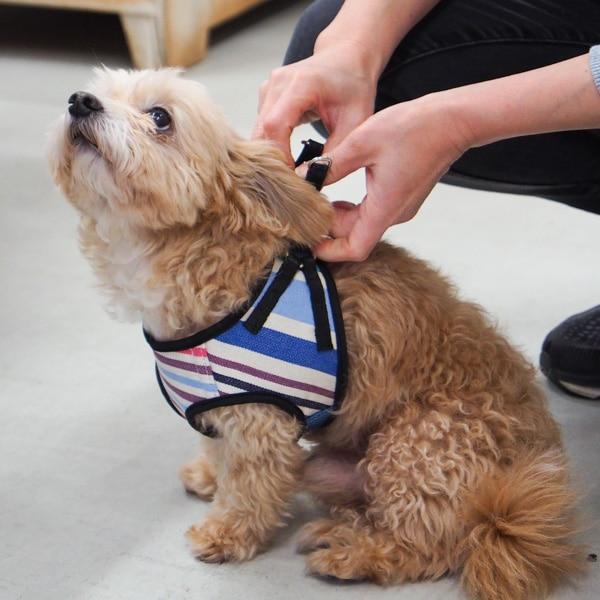 【レ・トワール・デュ・ソレイユ】ドッグハーネス キャバノンロア