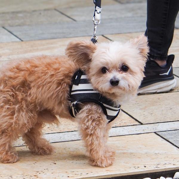 【レ・トワール・デュ・ソレイユ】ドッグハーネス トムブラック