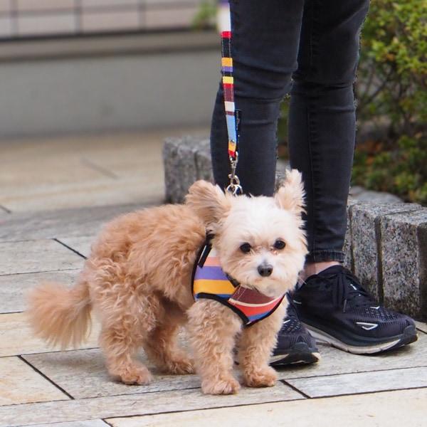 【レ・トワール・デュ・ソレイユ】ドッグハーネス トムマルチ