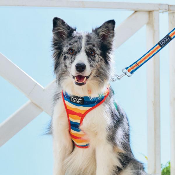 ＤＯＯＧ（ドゥーグ）ネオフレックスハーネス スカウト（※リードは別売です）