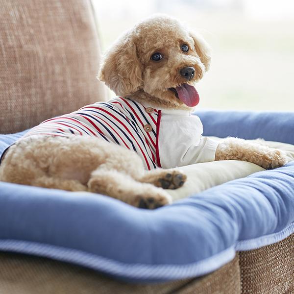 Ｓｉｐｐｏｌｅ　２ＷＡＹローベッド サックス／高さ6cmなのでシニアの子にもおすすめ