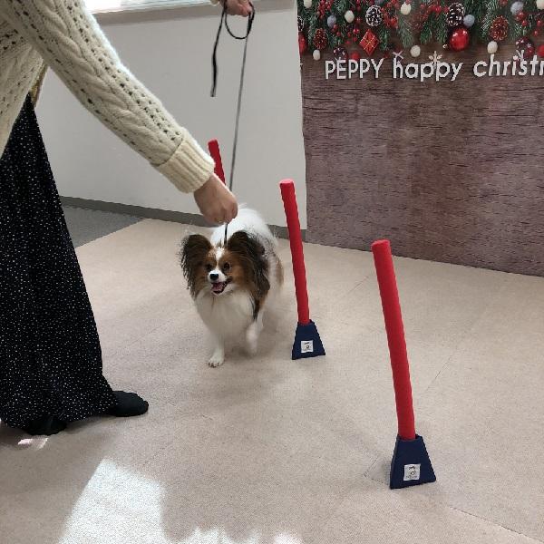 ｓｉｐｐｏｌｅアジリティ 犬用おもちゃ ペット用品の通販サイト ペピイ Peppy