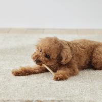 毎日カミカミ　おくちと体の健康スティック