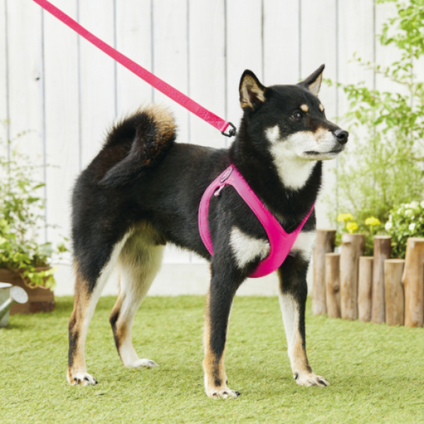 ＢＢスポーツハーネス ホットピンク※リードは別売です。
