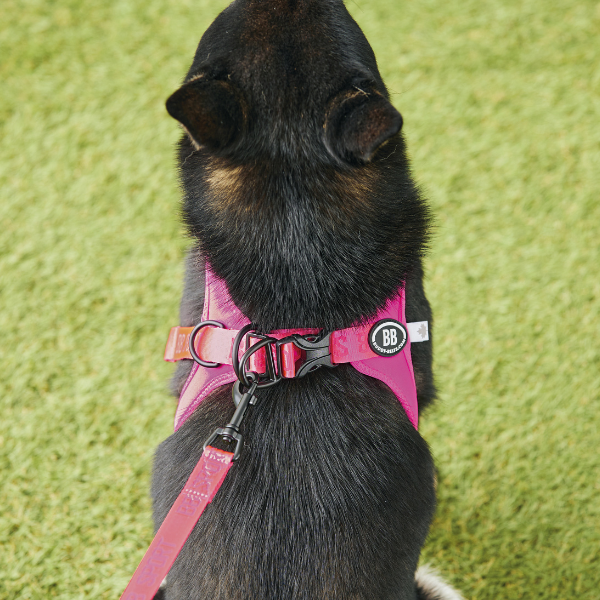 ＢＢスポーツハーネス Wリングで安心。
