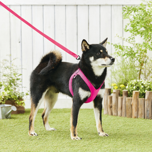 ＢＢスポーツリード ホットピンク※ハーネスは別売りです。
