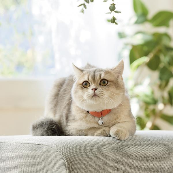 Ｓｉｐｐｏｌｅ　ふわふわのびーる猫首輪 だいだい