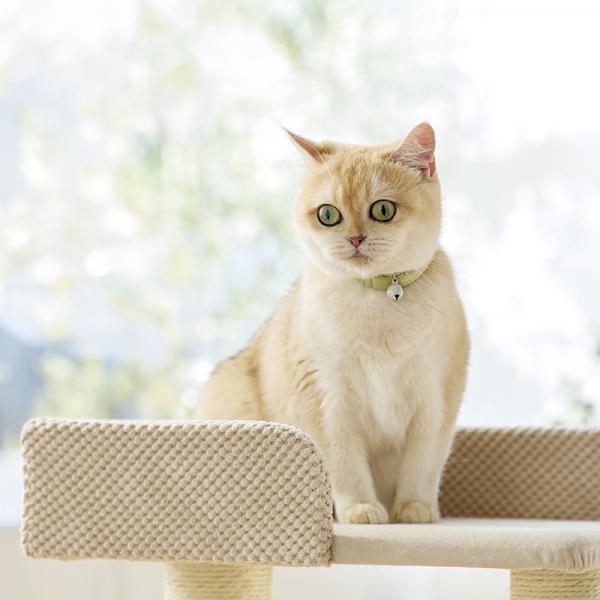 Ｓｉｐｐｏｌｅ　ふわふわのびーる猫首輪 わかば