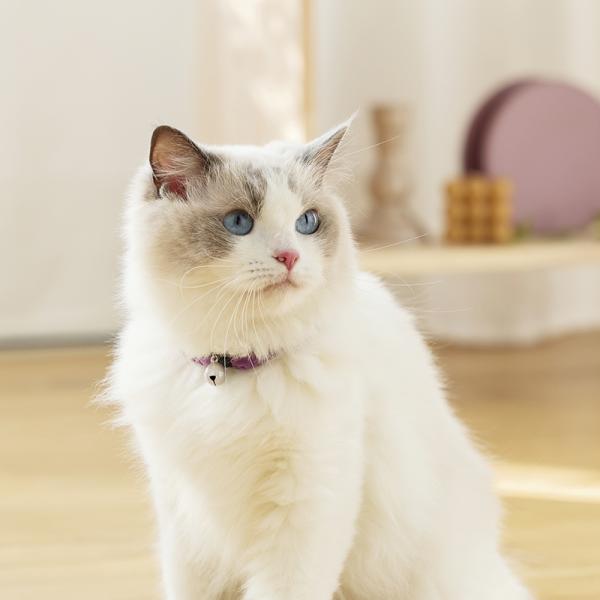 【募金付き】Ｓｉｐｐｏｌｅ　ふわふわのびーる猫首輪 かきつばた
