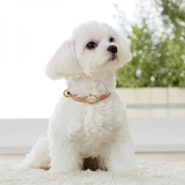 犬種が選べるアクリル迷子札 マルチーズ