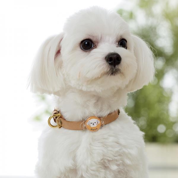 犬種が選べるアクリル迷子札 マルチーズ/透明ゴムでなじみやすい！