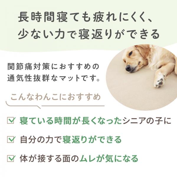眠る時間が増えてきた子の高反発マット こんなわんこにおすすめです。