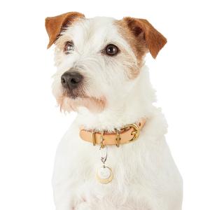 迷子札 犬用品 ペット用品の通販サイト ペピイ Peppy