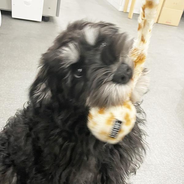 しっぽバウンドトイ ちゃんと持っててね！