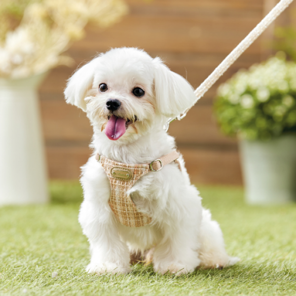 AZERIA（アゼリア）　カーライルハーネス ベージュ　※リードは別売です