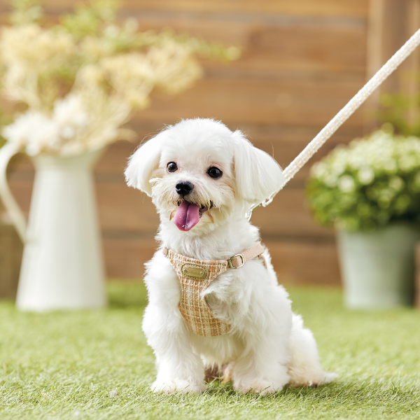 AZERIA（アゼリア）　カーライルリード ベージュ※ハーネスは別売りです。