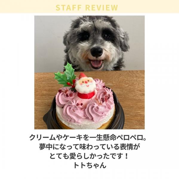 コミフ 愛犬と楽しむＸｍａｓケーキ【予約商品12月22日お届け】 