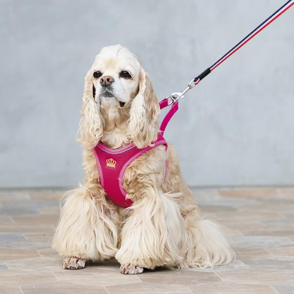 【Cinofilo（チノフィロ）】王冠ゴールド刺繍ハーネス ピンク※リードは別売りです。