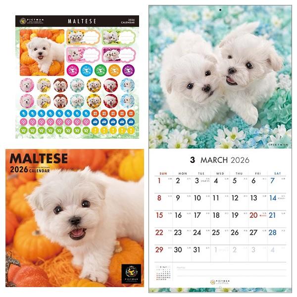 ピクトワンＳ版 カレンダー ２０２６ マルチーズ