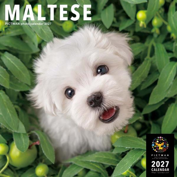 ピクトワンＬ版カレンダー２０２７ マルチーズ