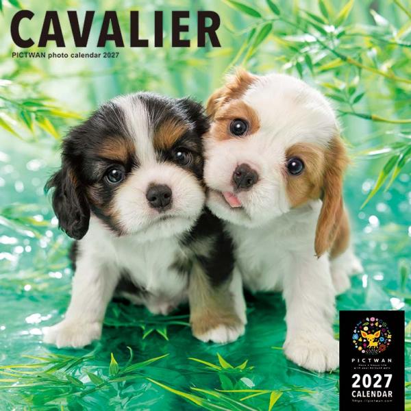 ピクトワンＬ版カレンダー２０２７ キャバリア