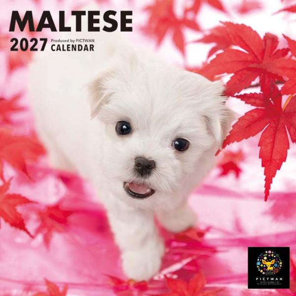 ピクトワンＳ版カレンダー２０２７ マルチーズ