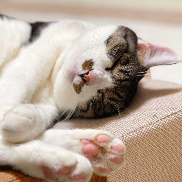 爪とぎクッション　ガリぼろスター 