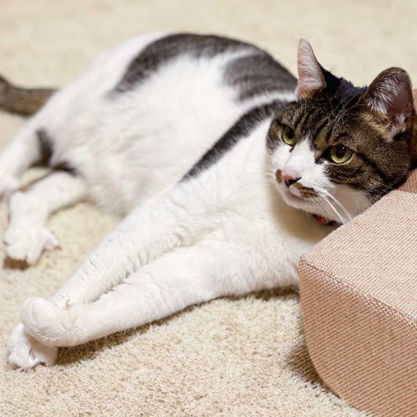 爪とぎクッション　ガリぼろスター ベージュ