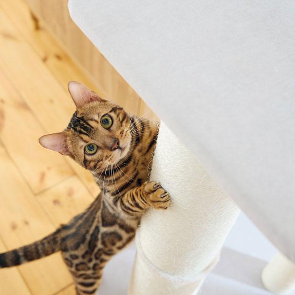 窓辺でまったり日向ぼっこミニタワー 1本は直径14㎝で極太！背筋を伸ばしてがっしり掴んで研げてストレス発散！