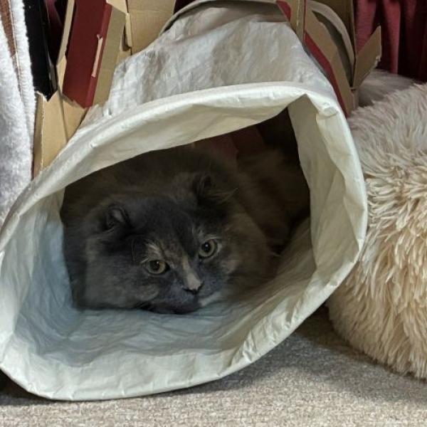 安心ノンワイヤーのにゃんこトンネル スタッフ猫 ミュウちゃんもお気に入り。