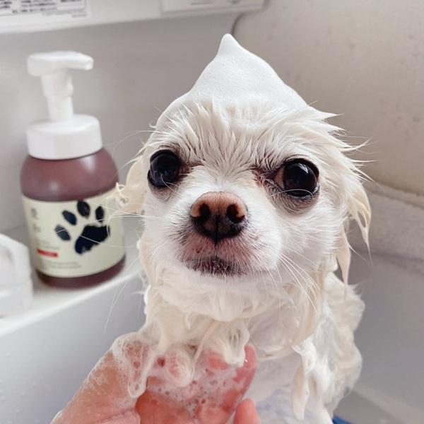 慶和シャンプー 