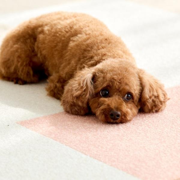 ウィズペットフロア 