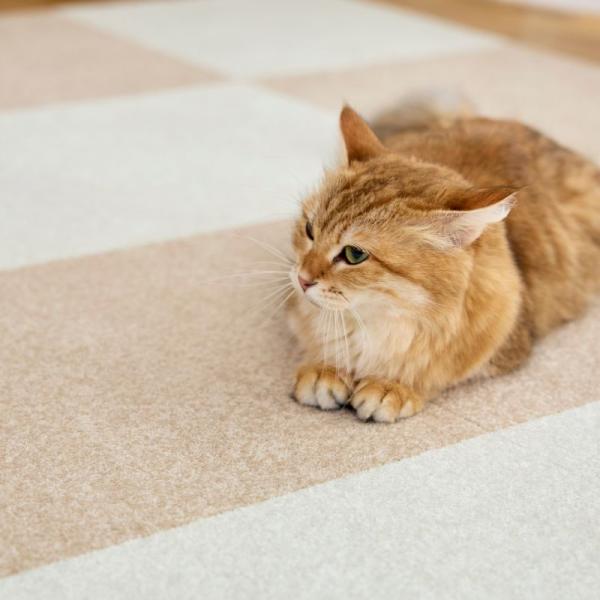 ウィズペットフロア 