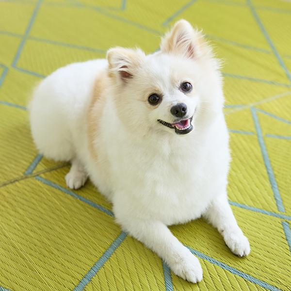 OTO いぐさラグマット ジグザグ イエロー