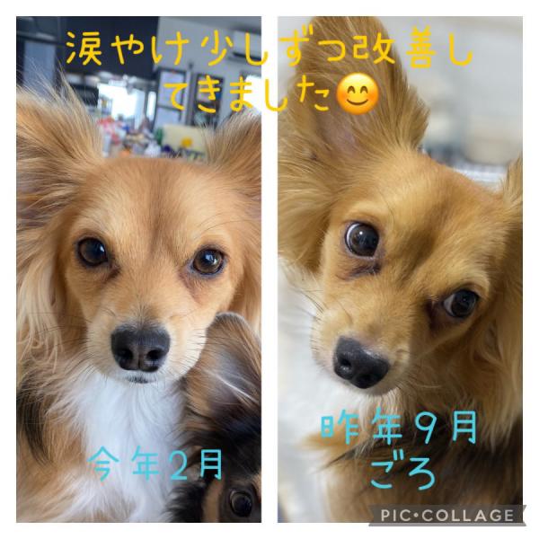 ほっとわんだーアイマスク 
