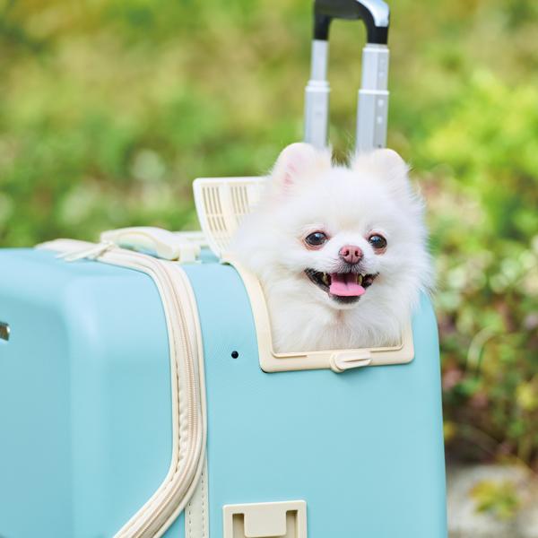 ＯＳＯＴＯ　コロフィー 外の景色を楽しめる大きなサイド窓。