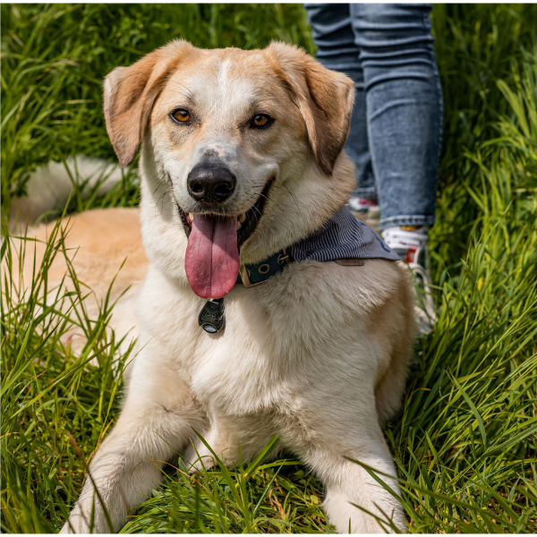 チックレス  バッテリータイプ ブラック