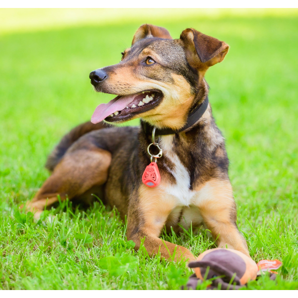 チックレス  バッテリータイプ オレンジ