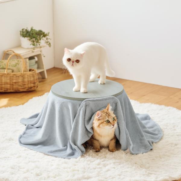 猫のためのくつろぎ木目こたつ　ヒーターレスタイプ モデル体重：（上）2.3kg、（下）4.3kg