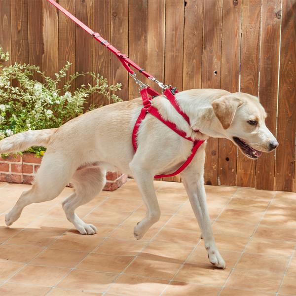 【PEPPY LIFE】抜けにくいスイングハーネス カーマインレッド／力強い子には合わせ使いがおススメ。※首輪とリードは別売りです。