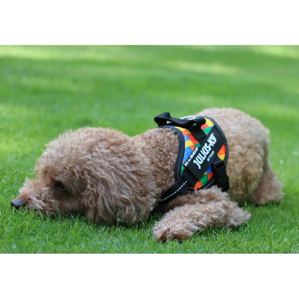 ユリウスＫ９　ＩＤＣパワーハーネス ブロック着用