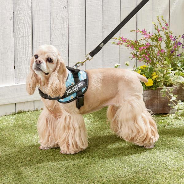 ユリウスＫ９　ＩＤＣパワーハーネス ブルーフラワー