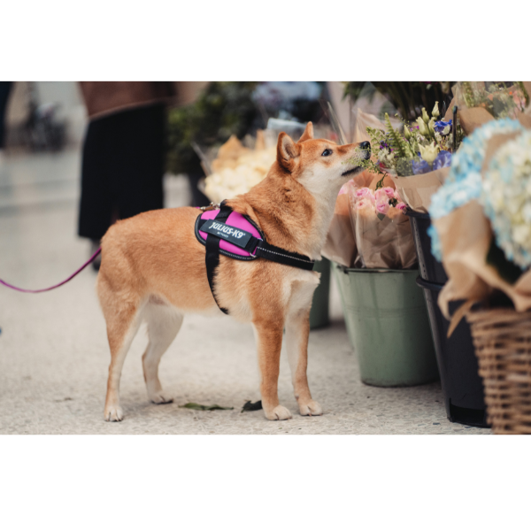 ユリウスＫ９　ＩＤＣパワーハーネス 