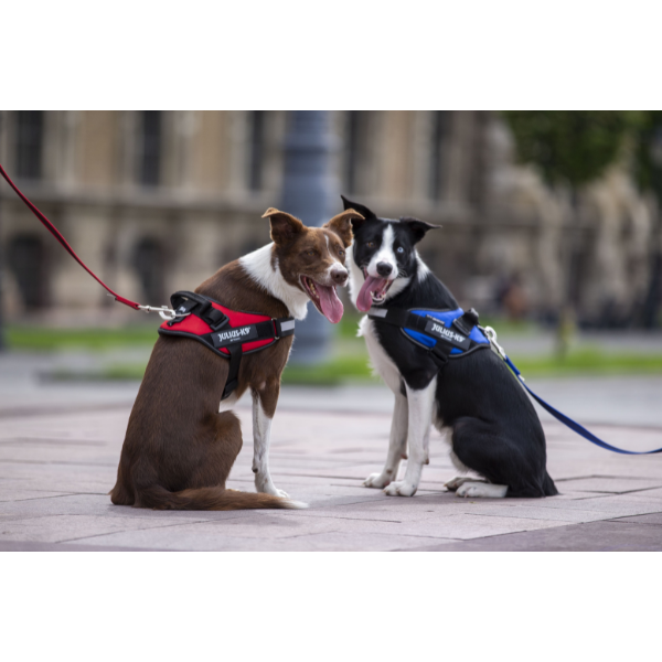 ユリウスＫ９　ＩＤＣパワーハーネス 