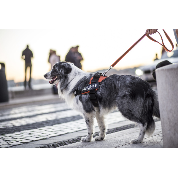 ユリウスＫ９　ＩＤＣパワーハーネス 