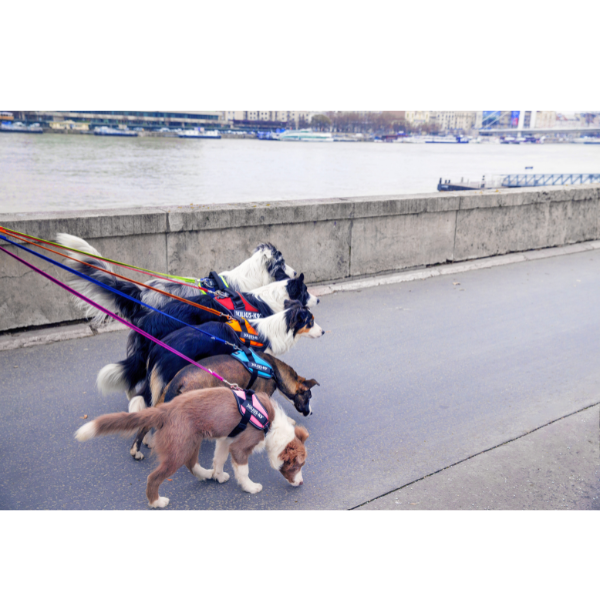 ユリウスＫ９　ＩＤＣパワーハーネス 