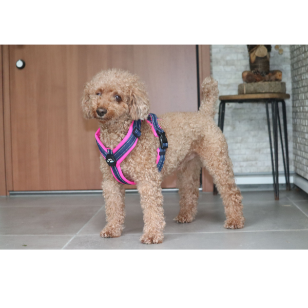 ハクサン　コンフォートゼロハーネス ホットピンク×デニム