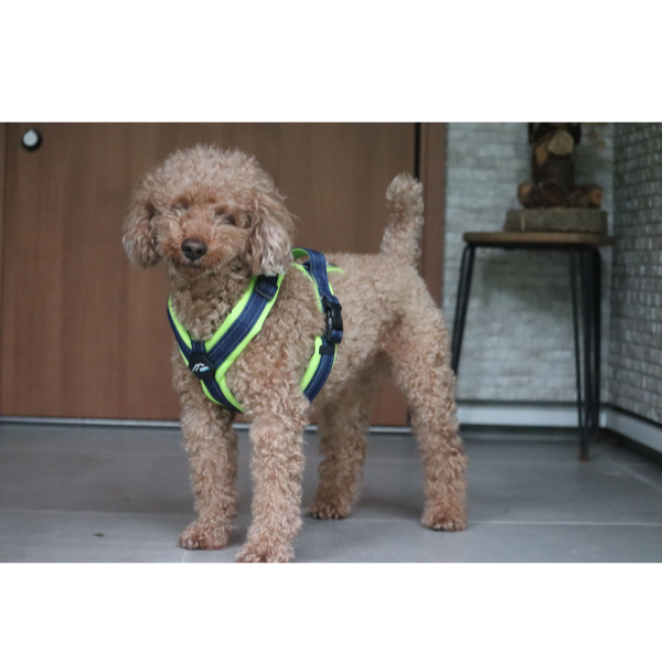 ハクサン　コンフォートゼロハーネス ライム×デニム