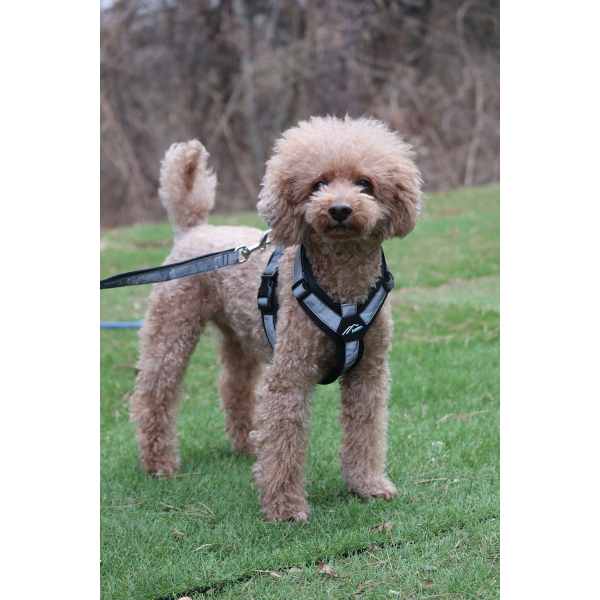 ハクサン　コンフォートゼロハーネス シルバーリフレクト